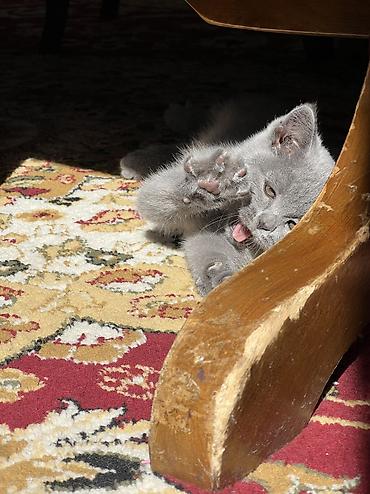 Мышыктар сатылат: Британ кыска жүндүү, 2 айлык, Ургаачы, Көгүлтүр, Лотокко барууга үйрөтүлгөн — 5