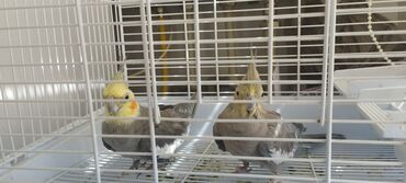 птице ферма: Продаю попугаев вместе с клеткой девочка и мальчик .мальчик -гари