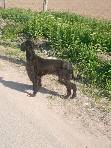 щенки тайгана: Тайган, 9 месяцев, Самка, С родословной