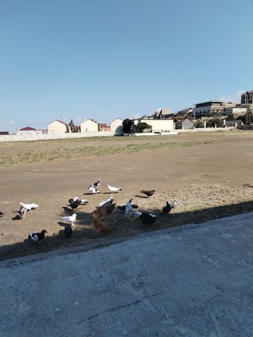 Ördəklər: Toyuq, Damazlıq