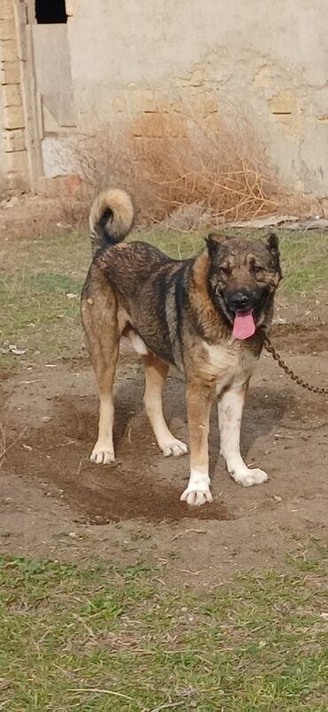 İtlər: Qurdbasar, 2 il, Erkek, Peyvəndli, Ödənişli çatdırılma — 8