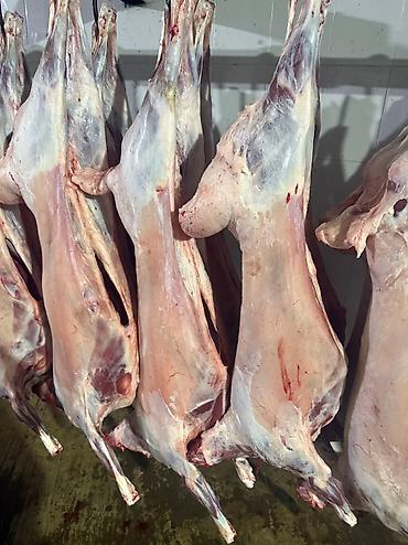 Баранина: Туши баранины на крюках - Цельные охлаждённые туши баранины — 5