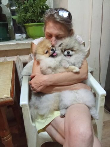 русский спаниель щенок купить: Шпиц, 6 месяцев, Самец