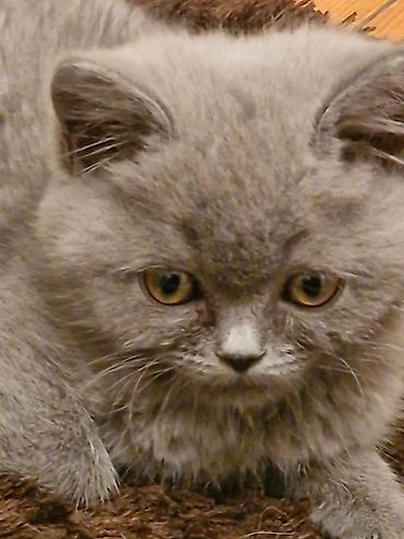 Pişiklər: Yaxşı əllərə — 10