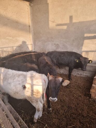 продажа щенков немецкой овчарки в бишкеке с документами: Продаю бычки 8-11 месяцев Каракольские цены разные, находится в с