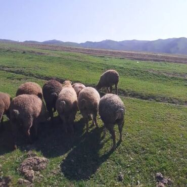 quzular: Quzu, Erkək, Qala, ay: 1, 35 kq, Damazlıq, Ödənişli çatdırılma