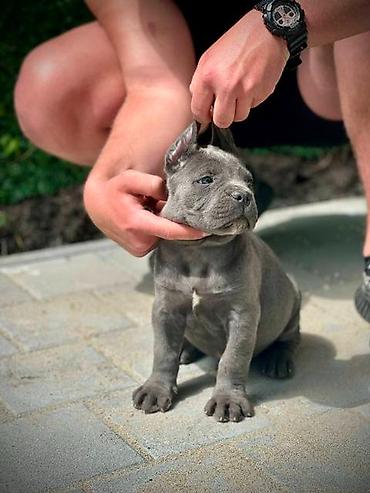Psi: Cane Corso štenci Štenci Kane Korso stari 2 meseca na prodaju. U — 3