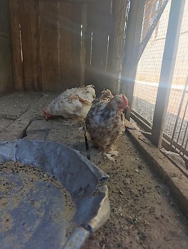 quslar haqqinda melumat: Koxin beçələr 5 aylıqdılar qiymət birinə aiddi sağlamdılar — 5