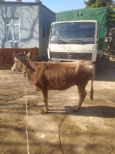 Dana, buzov: Dana, buzov — 5