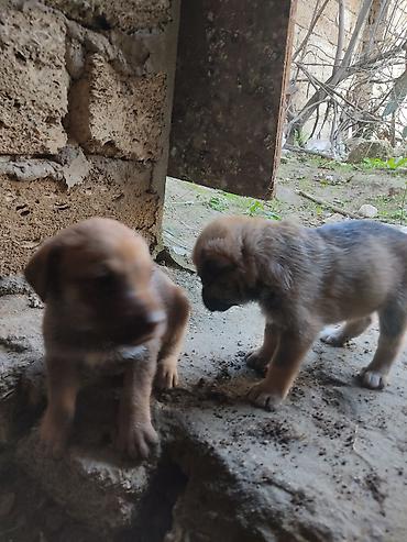 it xaltaları: Zvonok, 1 ay, Dişi — 1