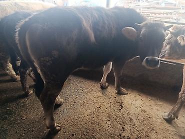 Коровы, быки: Продаю | Бык (самец) | Швицкая | На откорм | Привязанные — 8