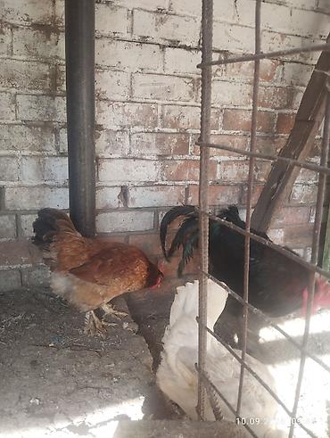 петух жерси: Продаю | Петух — 5