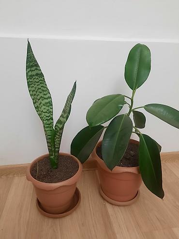 romaşka gülü: Dibçək gülü Sansevieria,gülü crassula,gülü fikus gülü,aloe gülü — 5
