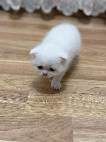 Pişiklər: Şotland — 9