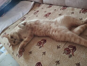 бенгальская домашняя кошка: Британ кыска жүндүү, 1 жаш, Ургаачы, Кызгыл сары, Эмделген