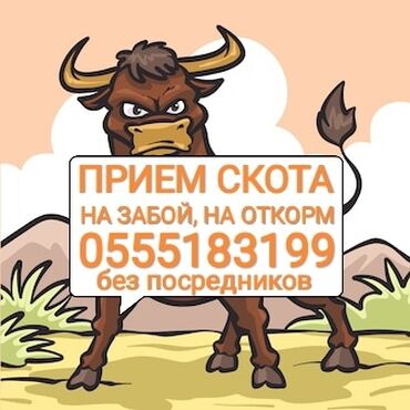 нитки продаю: Куплю | Коровы, быки, Лошади, кони, Другие с/х животные | Круглосуточно, Любое состояние, Забитый