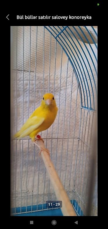 bulbul satılır: Bül büllər kanareyka solavey bul bul konareyka super oxuyan erkəy — 7