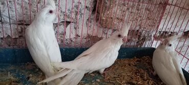 Tutuquşları: Yeni dene dusmus ve boyuk quslar var 65 manat cox goturen olsa endirim — 8