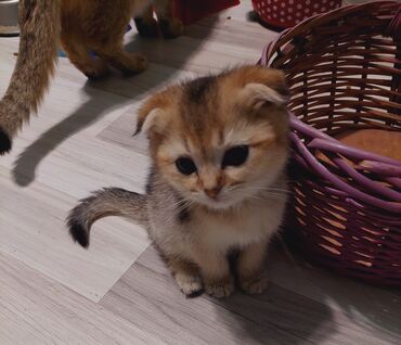 Pişiklər: Şotland, Erkək, Dişi, Yaxşı əllərə, Ünvandan götürmə — 20