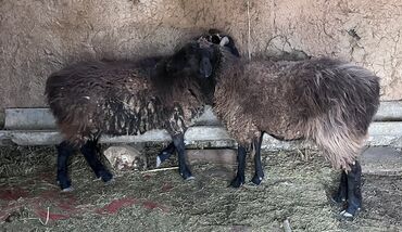 купить стаффордширского терьера: Продаю | Овца (самка) | Матка