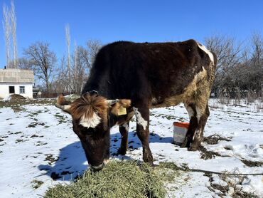 Коровы, быки: Порода Голштин, стельная Первый месяц после рода дает 16-18 литров
