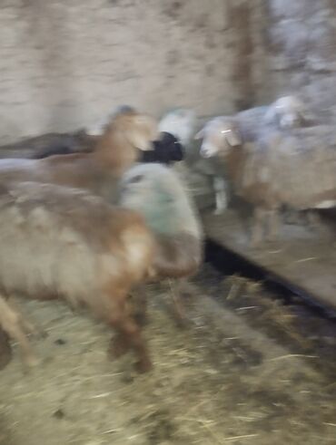 Бараны, овцы: Продаю | Баран (самец) — 16