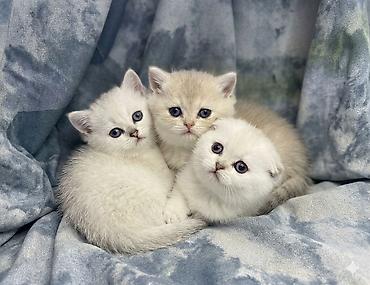 Кошки: Готовится к продаже шотландские котята, окрасы: светлый — 3