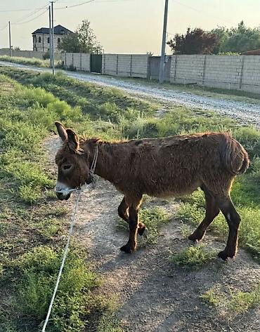7 aylıqdır dişi təcili satılır lalafo.az -da 7 aylıqdır dişi təcili satılır