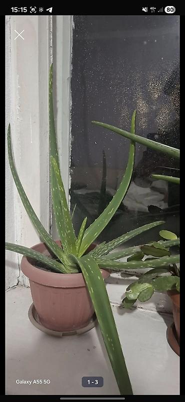 Алоэ: Алое вера 8 летнее сейчас уже отцвел. и срезал ствол at lalafo.kg — 10 Алоэ: Алое вера 8 летнее сейчас уже отцвел. и срезал ствол — 10