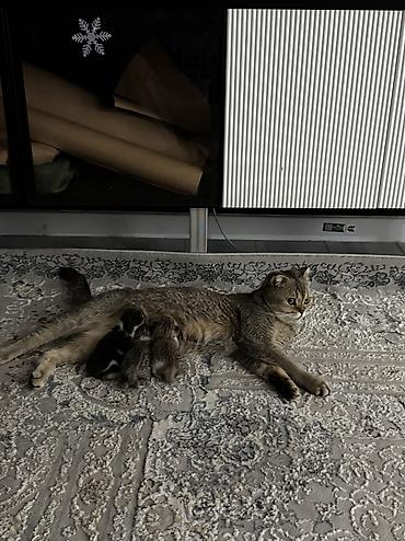 кошка шиншила: Кошка даром: Скотиш Страйт (Шотландская прямоухая), 1 год, Девочка, Приучена к лотку — 5