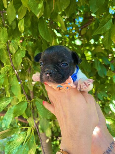 Psi: Odgajivacnica pasa "Happy Puppies" ima u ponudi francuski buldog — 4