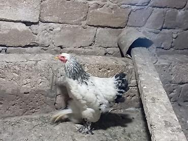 brama toyuqları: Brahma cinsi toyuq - Rəng: ağ bədən, boyun və quyruqda qara naxışlar — 2