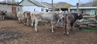 уй животный: Продаю | Корова (самка) | Швицкая | Для разведения | Стельные