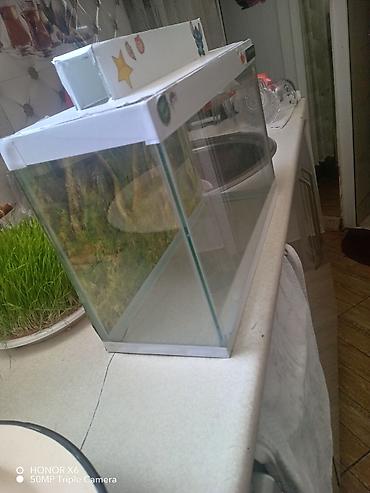 Akvariumlar: Şüşə akvarium Mənzərəli fonu var qiymət sondur - Şəffaf şüşədən — 13