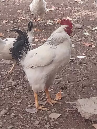 продаю птиц: Продаю икубацоный яйцо Адлер серебристый 130шт по 20 сом г Бишкек