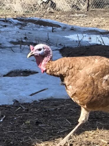 индюк сатылат: Продаю Индюков все 🐓 черный 2 шт по 2700 сом красный индук по 3700 сом