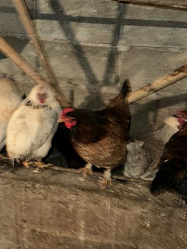 Птицы: Домашние куры — 4