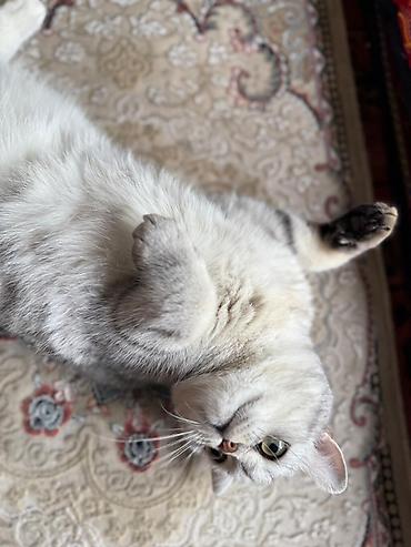 кошка мальчик: Кошка даром: Британская короткошёрстная, 2 года, Мальчик, Кастрирована, Приучена к лотку, Проглистована — 2