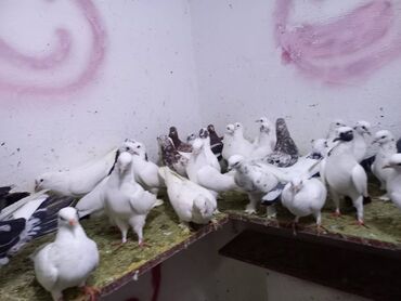 Göyərçinlər: Salam Aleykum qardaşlar 40 dene quşdu içində super uçan Quşlar var — 2