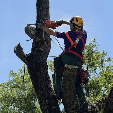 nico mobile servis: Na fotografijama je prikazano profesionalno obaranje i kresanje drveća — 3