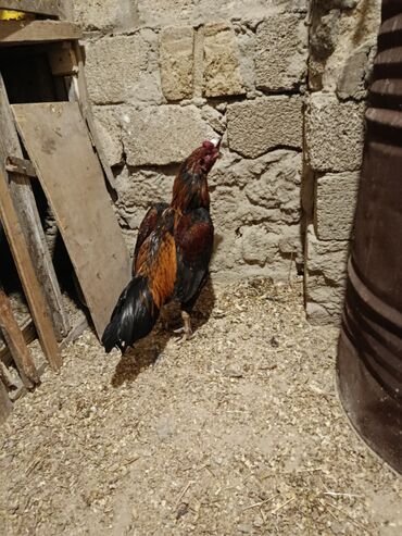 Xoruzlar: Yapon 1 yaş yarımlıq heyvandı problemsiz heyvandı barter yalnız şamo — 3