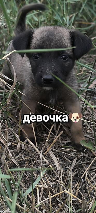 токмок собака: Щенки метисы, возраст примерно 1–1,5 месяца. В помёте есть мальчик — 2