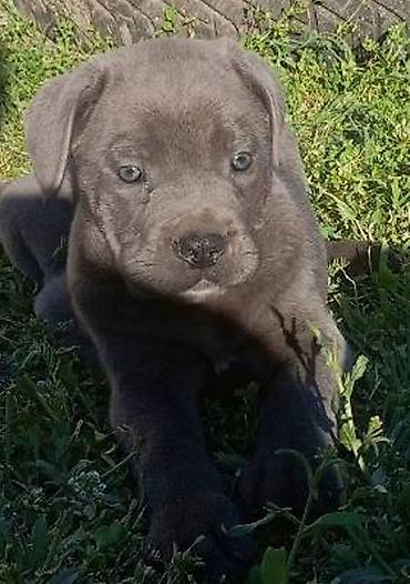 Psi: Kane Korso štenci Odgajivačnica Cane Corso Kennel Heavenly Kingdom FCI na lalafo.rs — 16 Psi: Kane Korso štenci Odgajivačnica Cane Corso Kennel Heavenly Kingdom FCI — 16