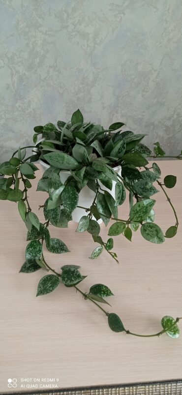 купить саженцы клубники: Хоя Сильвер эскимо