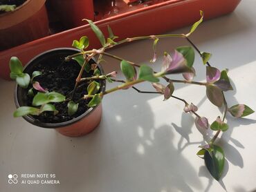 Другой декор и предметы интерьера: Распродажа Денежное дерево, толстянка, Поливать 1-2 раза в неделю — 25