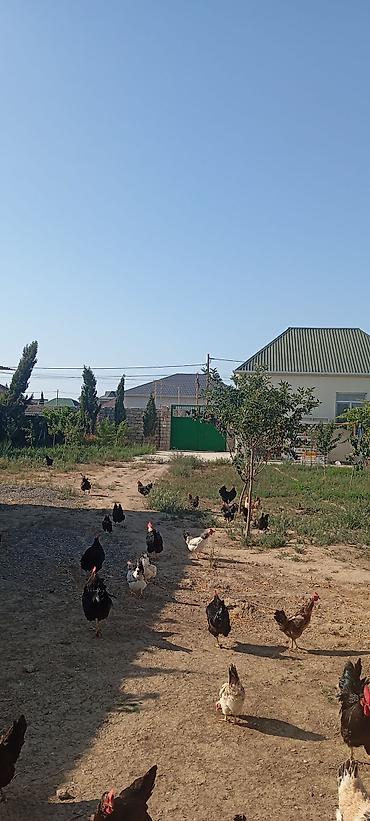 kirpi satisi: Toyuq, Australorp, Ətlik, Ünvandan götürmə — 1
