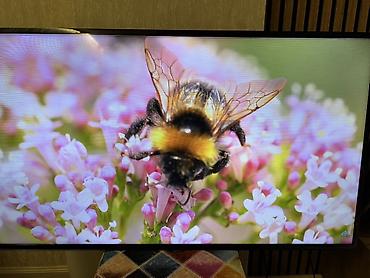 asılqan satışı: İşlənmiş Televizor Samsung LED ekran 48" HD (1366x768), Ünvandan götürmə — 5