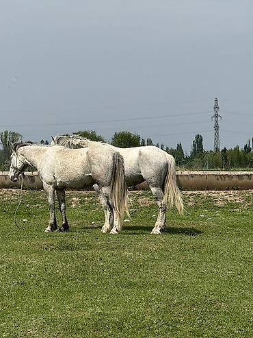 Лошади, кони: Продаю | Кобыла (самка) | Рабочий — 8