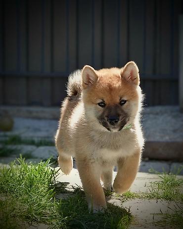 obuca ps: Odgajivačnica 'Kami's little fellows' predstavlja vrhunsko leglo Shiba — 4