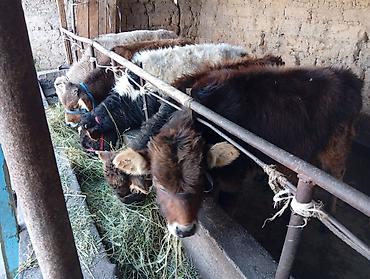 Коровы, быки: Продаю | Бык (самец) | Швицкая | На откорм — 5